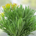 Senecio barbertonicus Cuttings – 10 Lemon Bean Bush Live Plant Cuttings – Indoor/Outdoor Succulent – Easy to Grow, No Roots Needed