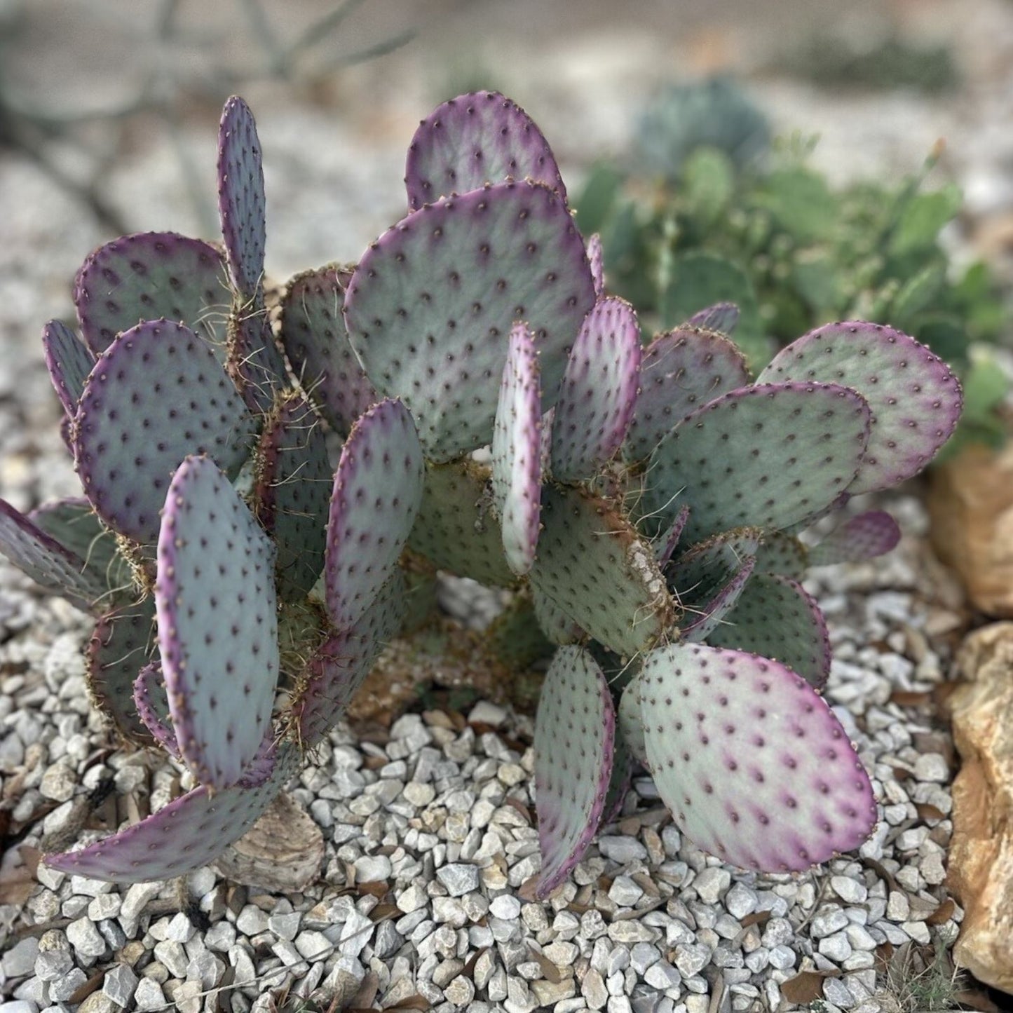 Large Opuntia Santa Rita Purple Prickly Pear Cactus Cutting | Desert Succulent | Live Plant, Houseplant, Bare Root, Starter Plant