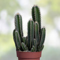 Cereus Werdemannianus Cactus Indoor Plant 17" – Unique Columnar Succulent for Home Decor – Fast Growing Succulent Plant