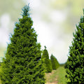 Eastern Red Cedar Tree Set of 2 12-18 Inch Juniperus virginiana Bare Root Evergreen Conifers