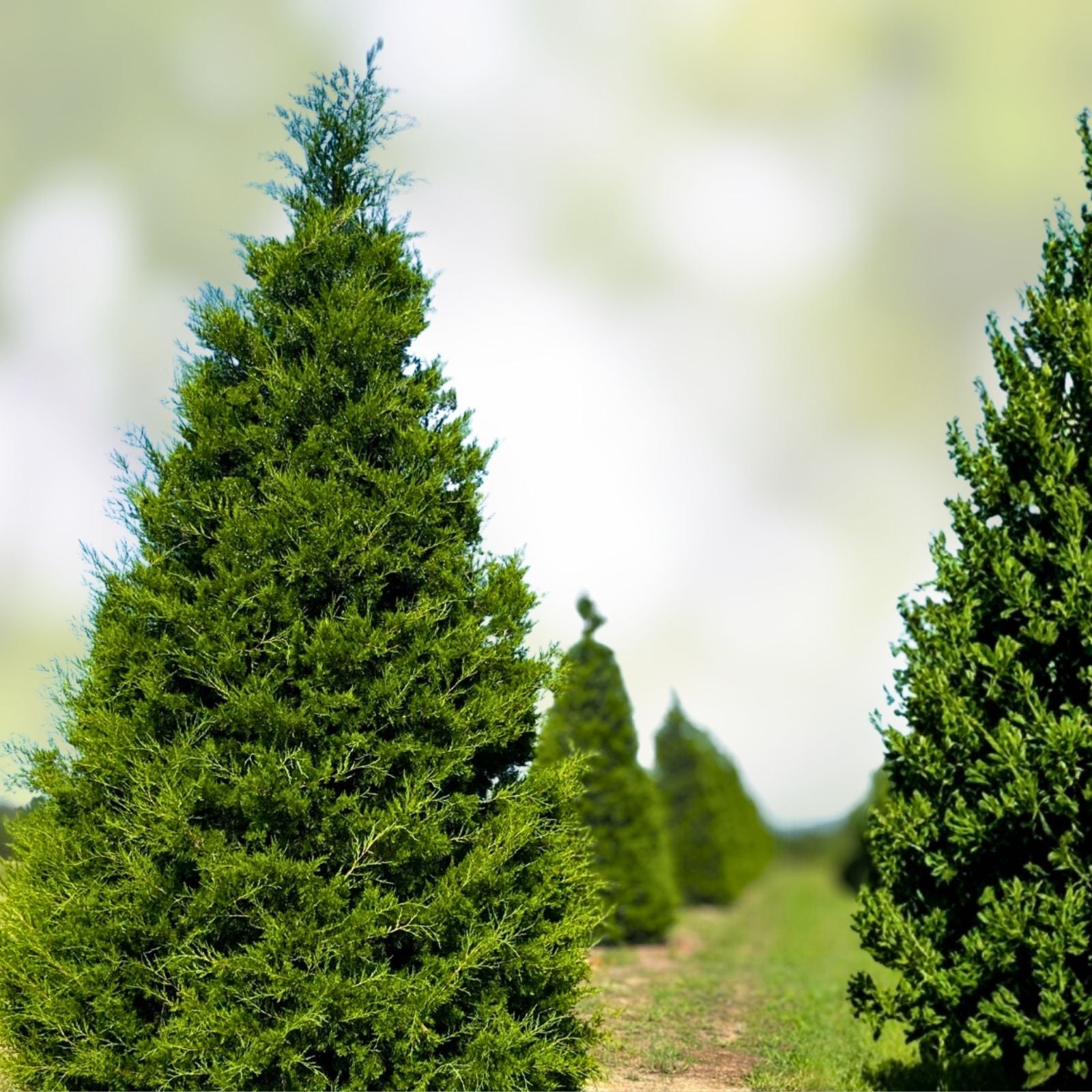 Eastern Red Cedar Tree Set of 2 12-18 Inch Juniperus virginiana Bare Root Evergreen Conifers