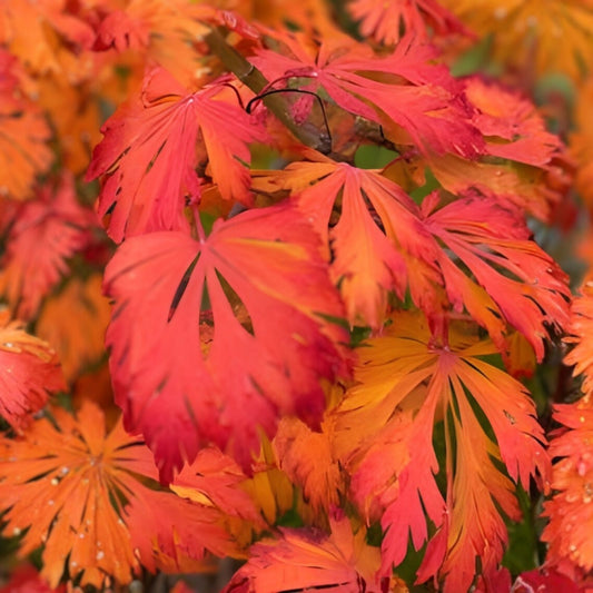 Japanese Maple Seeds Dancing Peacock Acer japonicum 10 Fresh Live Planting Seeds Bare Root Starter Plant
