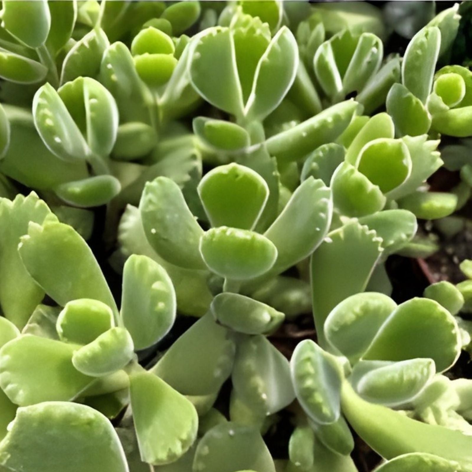 Rare Cotyledon Variegated Bears Paw Succulent Cutting 2-inch Live Plant for Propagation, Unrooted, Houseplant, Starter Plant