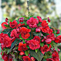 Begonia Seeds 100 Count Glory Hot Tip Red Tuberhybrida Flowering Plant Seeds for Garden Patio Indoor Growing