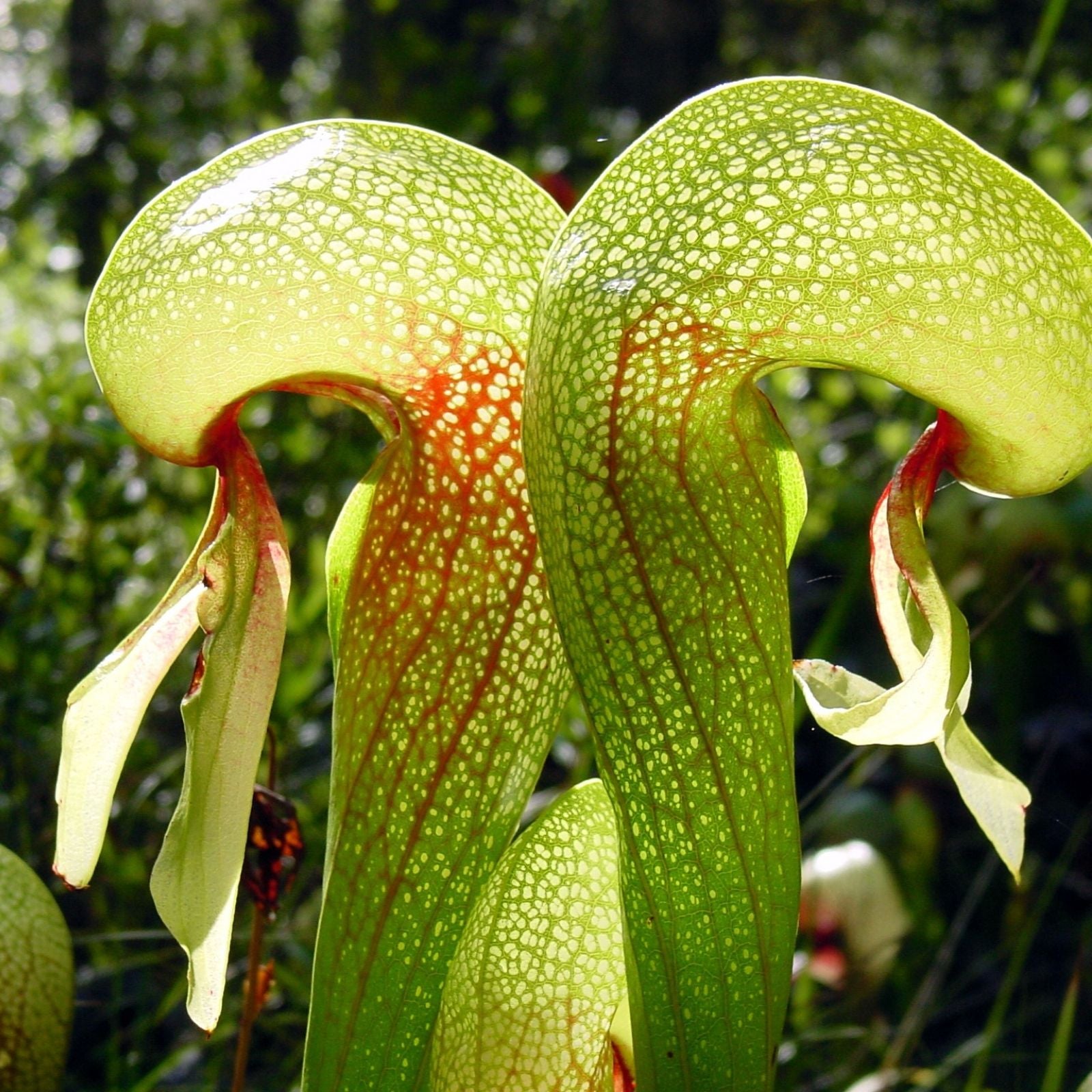 Cobra Lily Plant - Large Live Darlingtonia californica - Carnivorous Pitcher Plant in Pot - Fast Growing