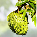 Graviola Soursop Plant in Pot – Annona Muricata – Tropical Fruit Tree – Live Houseplant, Starter Plant, Garden Tree