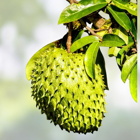 Graviola Soursop Plant in Pot – Annona Muricata – Tropical Fruit Tree – Live Houseplant, Starter Plant, Garden Tree