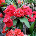 Pink Mix Crown of Thorns Euphorbia milii Live Cutting Indoor Succulent Plant Starter