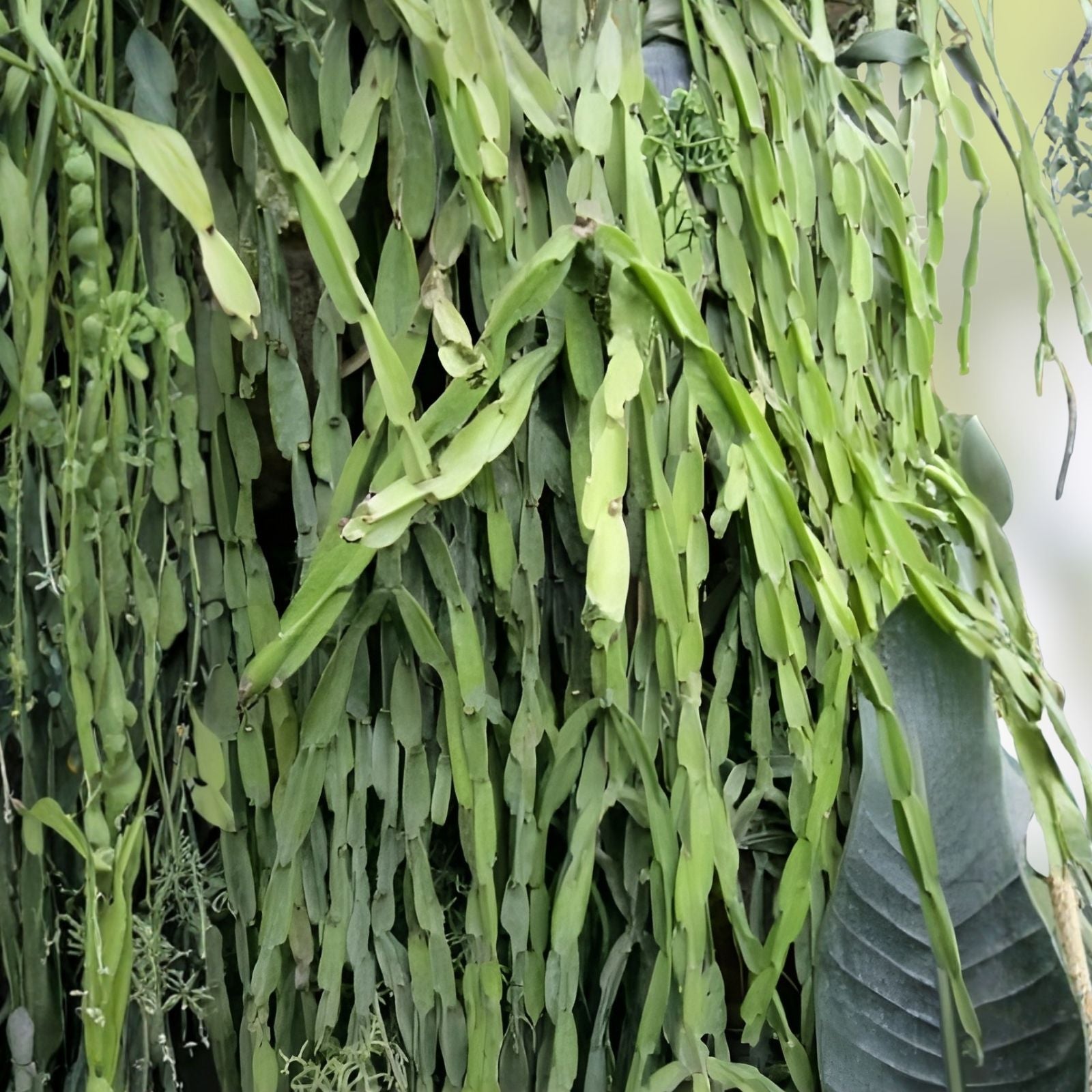 Rhipsalis paradoxa Cuttings - Indoor Cactus Plant - Exotic Houseplant - Epiphytic Succulent - Live Plant Starter