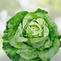 Heirloom Lettuce Seeds Collection 4 Varieties Organic Non-GMO Vegetable Seeds for Garden, Live Plant, Cutting, Starter Plant