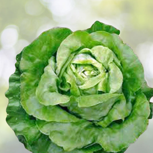 Heirloom Lettuce Seeds Collection 4 Varieties Organic Non-GMO Vegetable Seeds for Garden, Live Plant, Cutting, Starter Plant