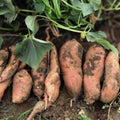 Sweet Potato Slips 20 Count Organic Ipomoea batatas Garden Starter Live Plant Cutting Vine