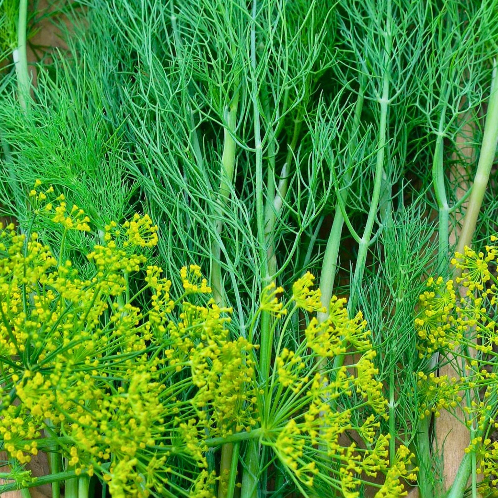 Dill Seeds Heirloom Non-GMO 100 Seeds Herb Spice Anethum graveolens Garden Plant Starter