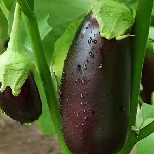 Heirloom Charleston Grey Watermelon Seeds Non-GMO Vegetable Seeds for Home Gardening, Fruit, Organic, Starter Plant