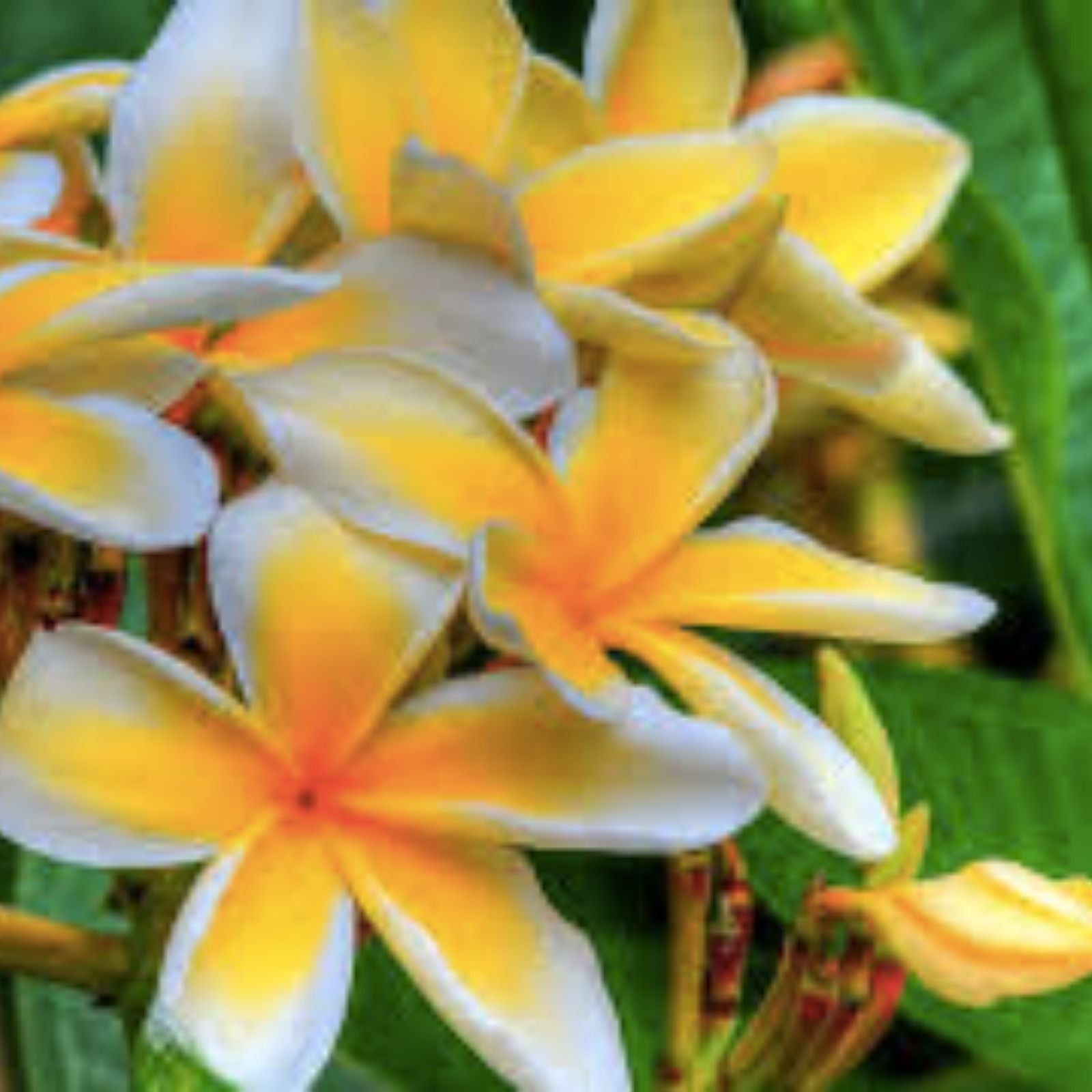 Plumeria Cutting Hawaiian Grown Temple Tree Frangipani Variety for Gardens and Landscapes - Fast Growing