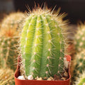 Echinopsis Hybrid Riverside Cactus Cutting Large Unrooted Succulent Live Plant 12x4 inches