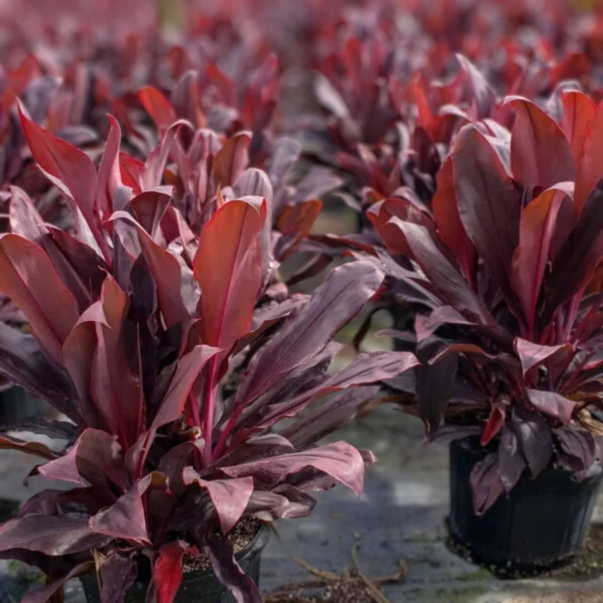 Cordyline Ruby Red 14" Pot - Tropical Evergreen Shrub - Cordyline fruticosa - Low-Maintenance Indoor/Outdoor Plant