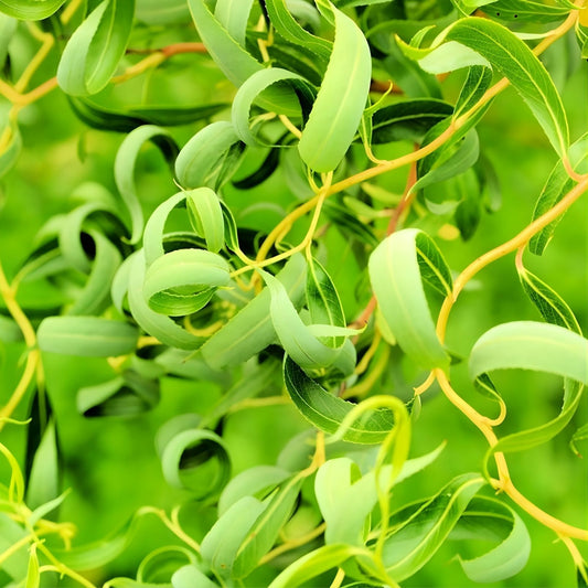 Green Curly Willow Trees 4 Pack – Live Salix matsudana, Fast Growing Bonsai, Exotic Landscape Tree, Starter Plants