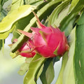 Purple Haze Dragon Fruit Cutting 6+ Inches Organic Pitaya Hylocereus undatus Live Plant