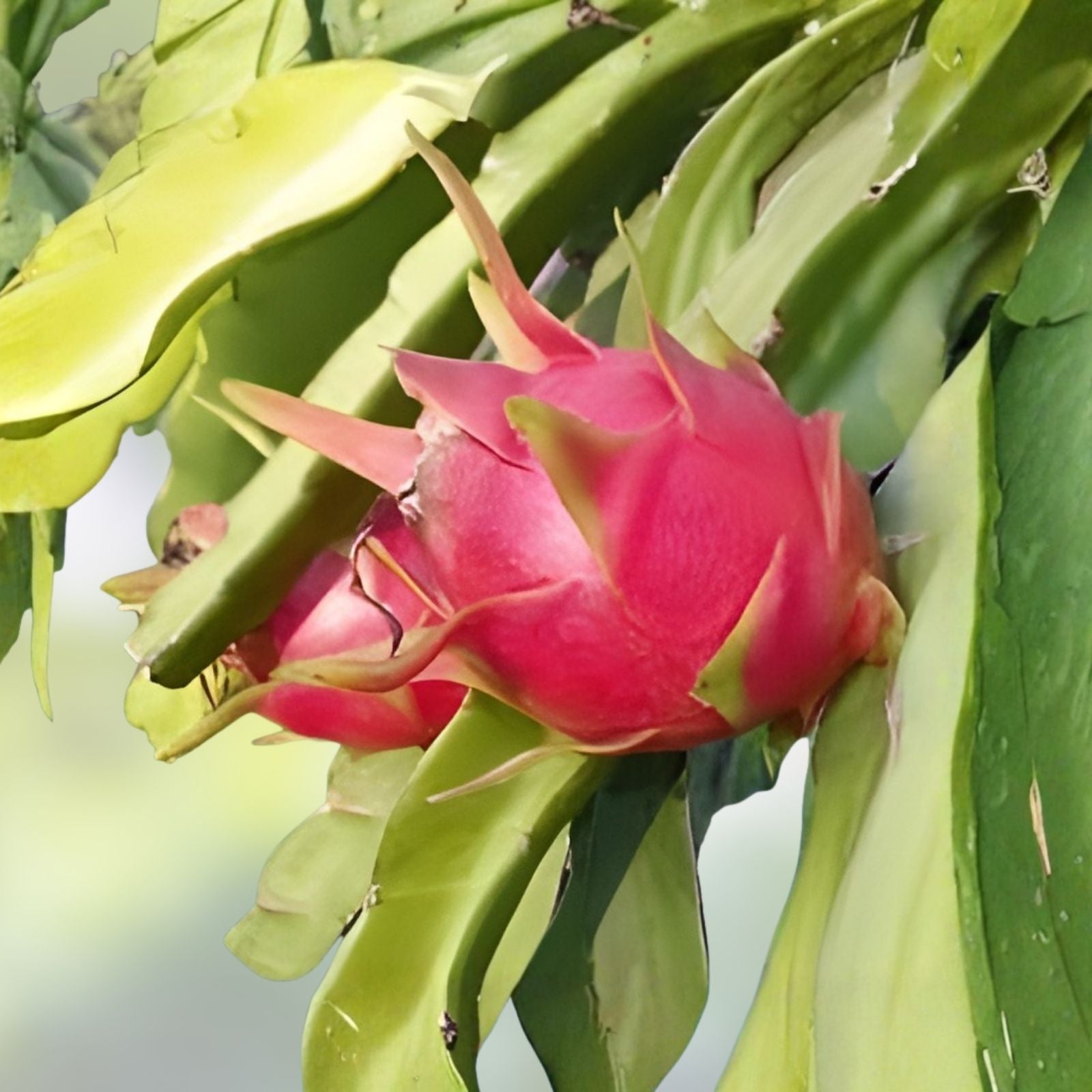 Purple Haze Dragon Fruit Cutting 6+ Inches Organic Pitaya Hylocereus undatus Live Plant