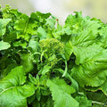 Heirloom Broccoli Raab Seeds 100 Count - Non-GMO Rapini Vegetable Seeds - Brassica rapa, edible leafy green, starter plant, garden seed