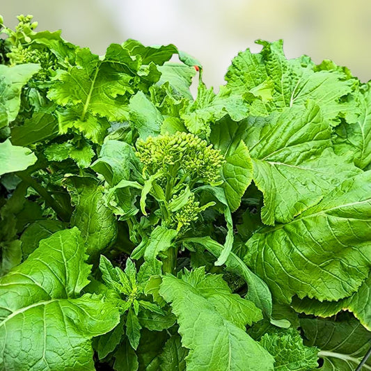 Heirloom Broccoli Raab Seeds 100 Count - Non-GMO Rapini Vegetable Seeds - Brassica rapa, edible leafy green, starter plant, garden seed