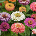 Peach Cobbler Zinnia Mix Seeds 100 Organic Zinnia elegans Flower Seeds for Garden, USA Grown, Free Shipping