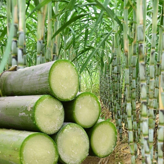 Green Sugarcane Cutting Plant - 1+1 PCS Fresh Juicy Live Plant for Easy Planting - Sweet Variety (Saccharum officinarum)