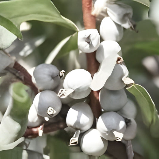 American Silverberry Seeds 5 Pack, Elaeagnus commutata, Hardy Shrub for Garden and Landscaping, Rare Planting Seeds