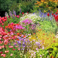 Wildflower Seed Mix 16 oz Native Pollinator Garden Blend Non-GMO Colorful Border Planting Seeds