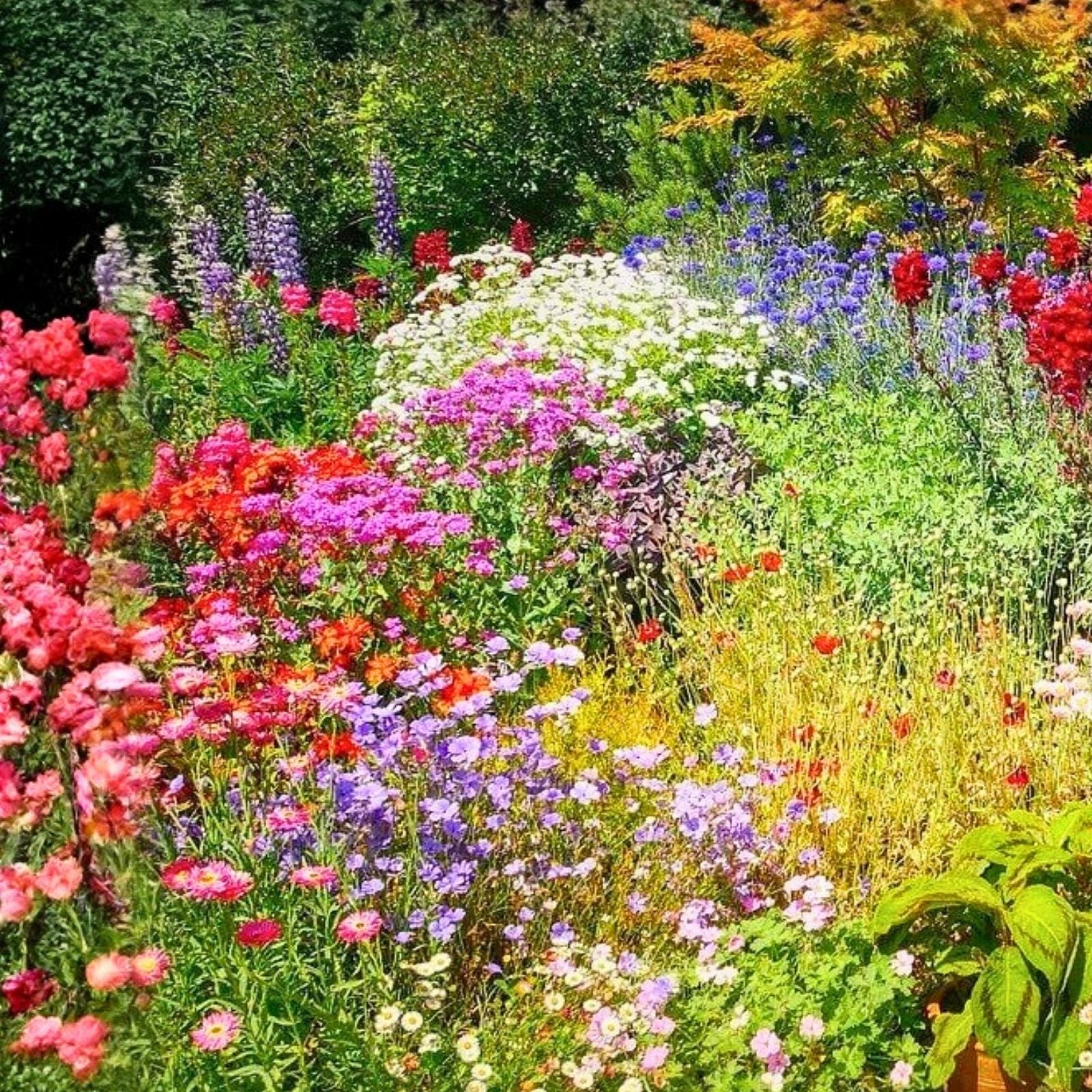 Wildflower Seed Mix 16 oz Native Pollinator Garden Blend Non-GMO Colorful Border Planting Seeds