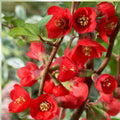 Texas Scarlet Japanese Flowering Quince Live Starter Plant Bare Root Chaenomeles 'Texas Scarlet' Zones 5-9