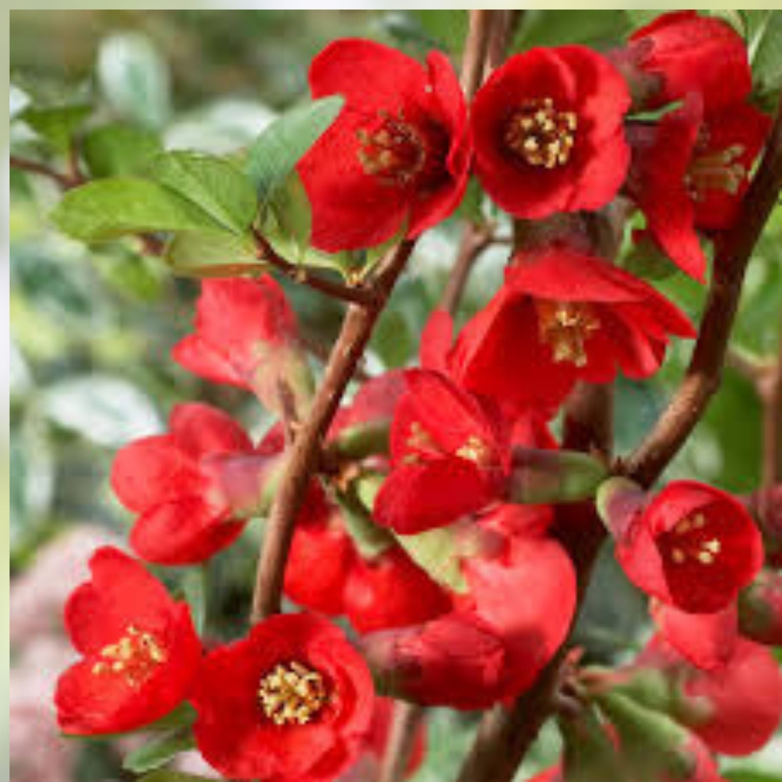 Texas Scarlet Japanese Flowering Quince Live Starter Plant Bare Root Chaenomeles 'Texas Scarlet' Zones 5-9