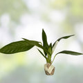 Anthurium Decurrens Live Houseplant Tropical Green Foliage Indoor Plant Starter Cutting Free Shipping