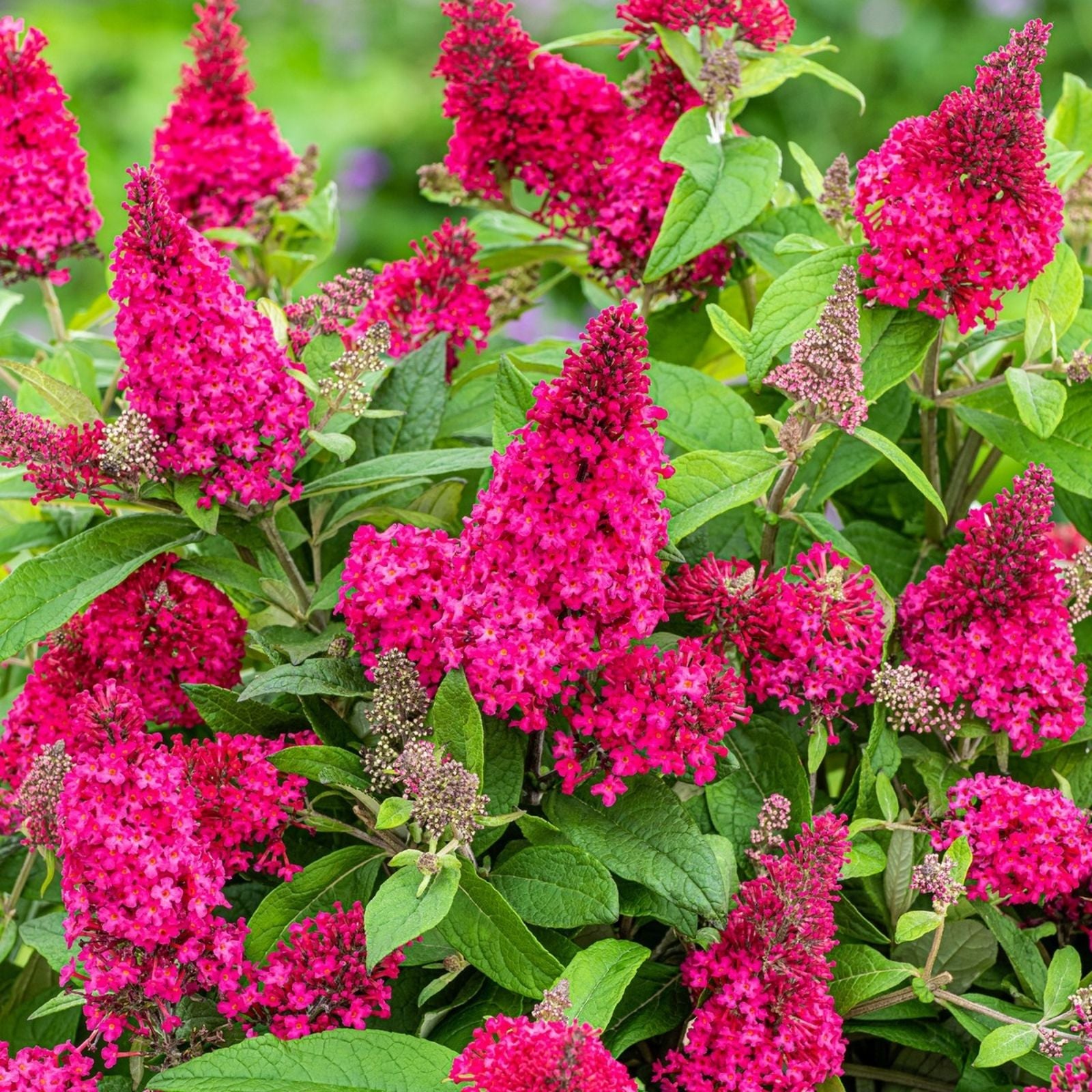 Butterfly Bush Live Rooted Cuttings 5 Pack Ruby Buddleja davidii Pollinator Magnet Fast Growing Houseplant