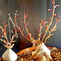 Monadenium rubellum caudex bonsai cactus seeds 10 pack rare succulent indoor plant starter cuttings
