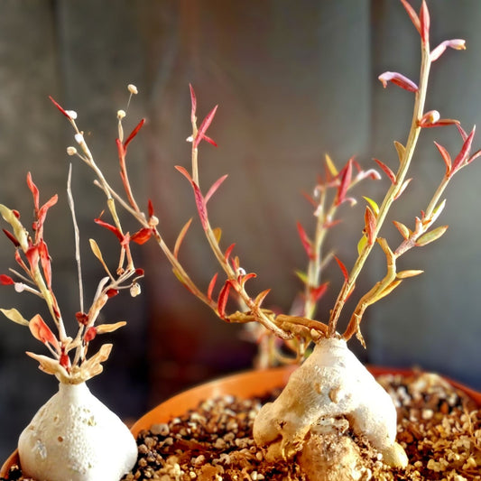 Monadenium rubellum caudex bonsai cactus seeds 10 pack rare succulent indoor plant starter cuttings