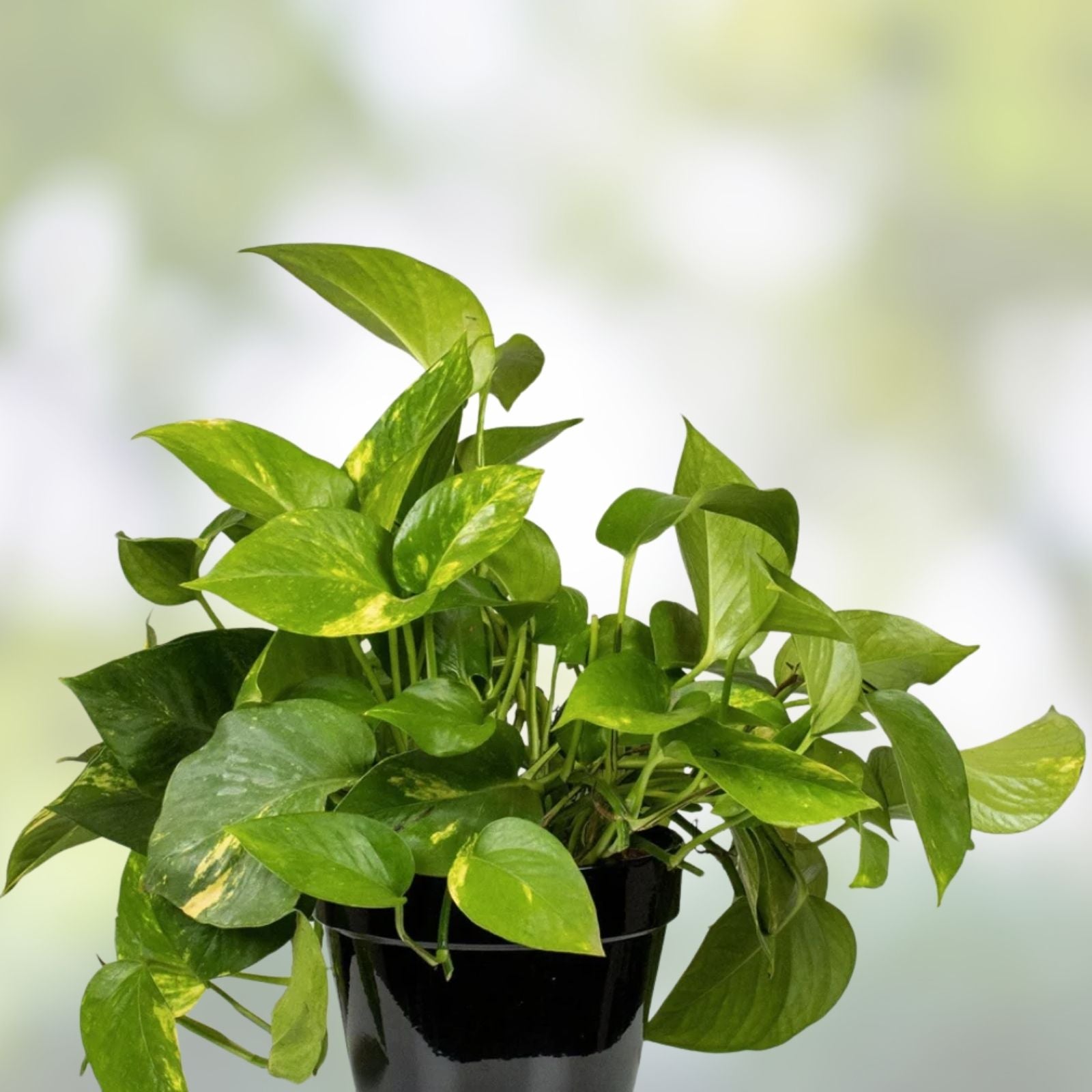 Rooted Pothos & Fern Plant Cuttings - Indoor Houseplants - Epipremnum aureum & Fern Varieties