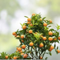 Variegated Cara Cara Navel Orange Cuttings - Citrus x sinensis - Live Starter Plant, Citrus Propagation Stick, Fruit Tree, Indoor/Outdoor