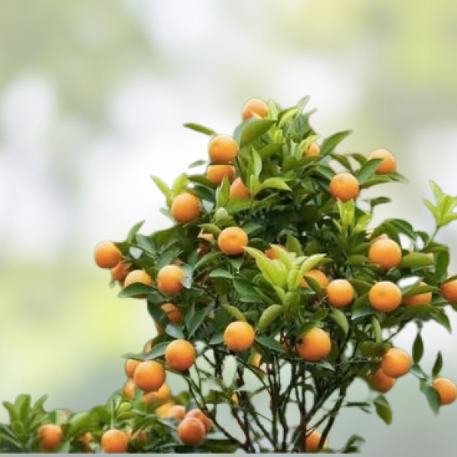 Variegated Cara Cara Navel Orange Cuttings - Citrus x sinensis - Live Starter Plant, Citrus Propagation Stick, Fruit Tree, Indoor/Outdoor