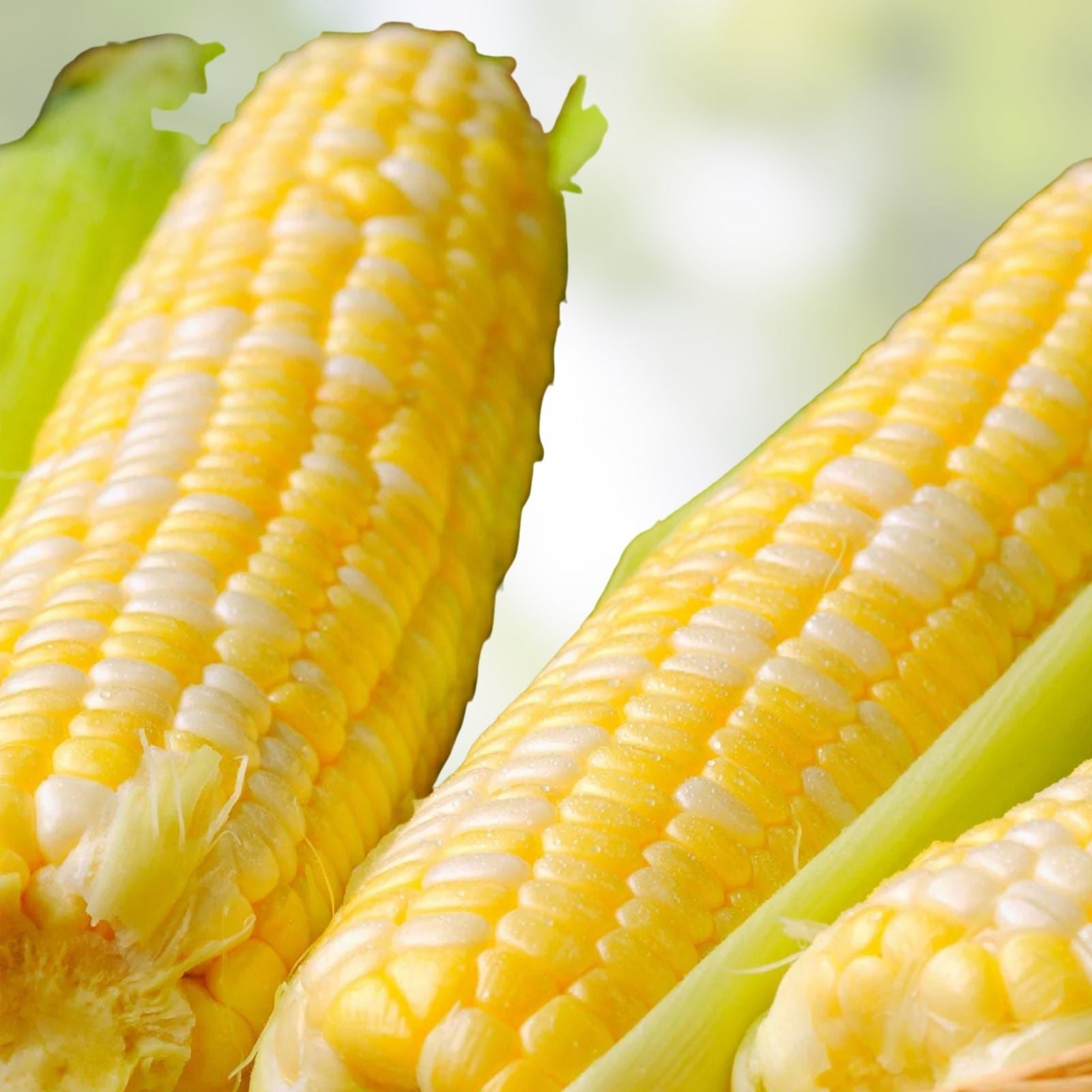 Bi-Color Corn Seeds Butter 'n Sugar Heirloom Non-GMO Vegetable Seeds Zea mays 100+ Seeds