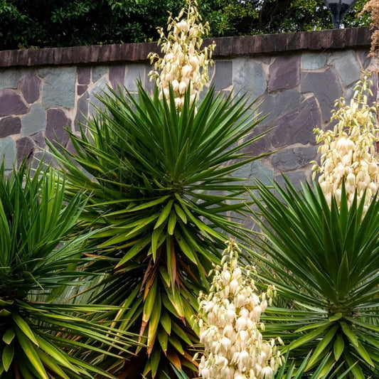 Live Yucca Plant Spanish Bayonet Aloifolia Indoor Outdoor Garden Plant Rooted Houseplant Non-GMO for Houston Texas