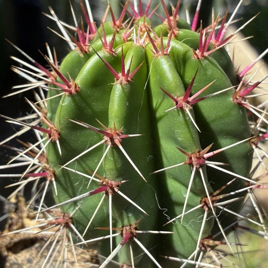 Large Cactus Cutting - Propagation Ready Succulent Plant - Cactaceae Family - Garden Plant - #50 New Harvest Quality