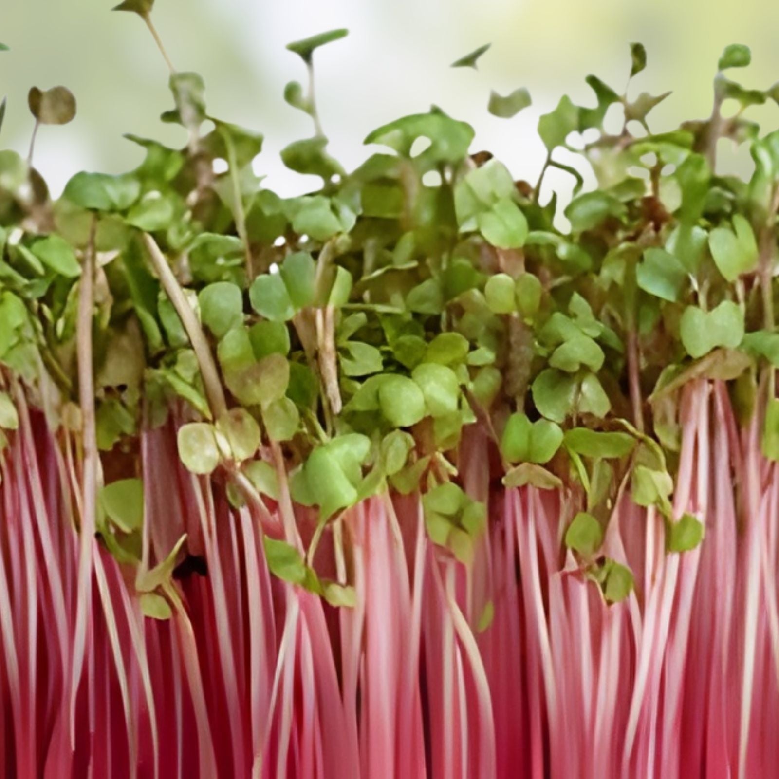 Bamboo Seeds for Planting – 300+ Count – Fast Growing Exotic Phyllostachys spp – Ships from Iowa, USA