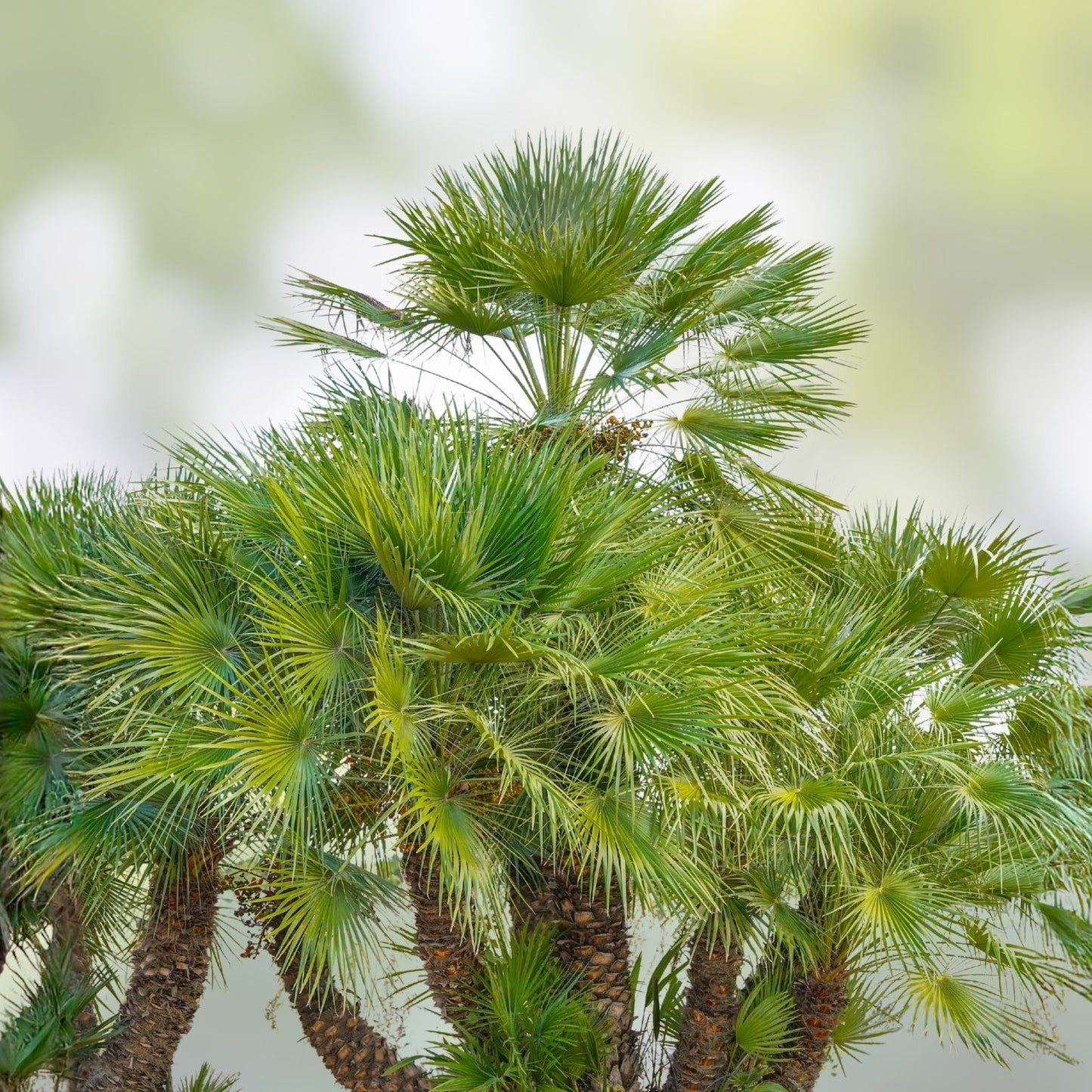 Mediterranean Fan Palm Tree Chamaerops Humilis 46" Tall Live Indoor Outdoor Plant Starter Cutting Bare Root