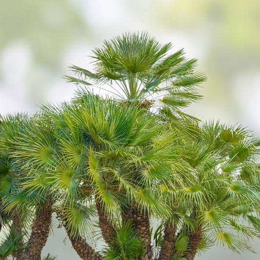 Mediterranean Fan Palm Tree Chamaerops Humilis 46" Tall Live Indoor Outdoor Plant Starter Cutting Bare Root