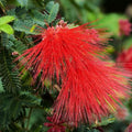 Calliandra californica Baja Fairy Duster Seeds Drought-Tolerant Native Plant for Gardens 20+