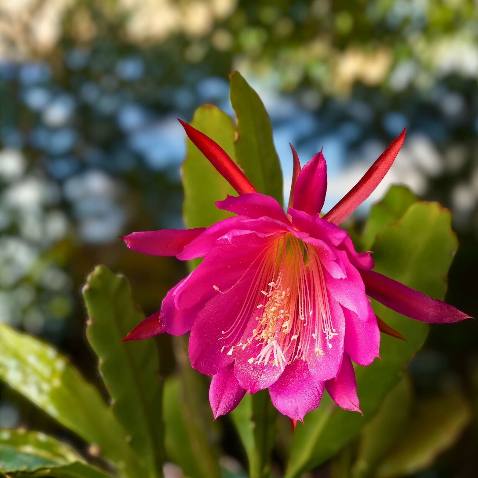 Epiphyllum Orchid Cactus Cuttings Hot Spice Blooms Live Plant Starter Houseplant Rooted 4"