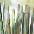 Pilosocereus Flexibilispinus Cactus Cutting 10" Blue Green Stem Succulent Desert Plant Propagation