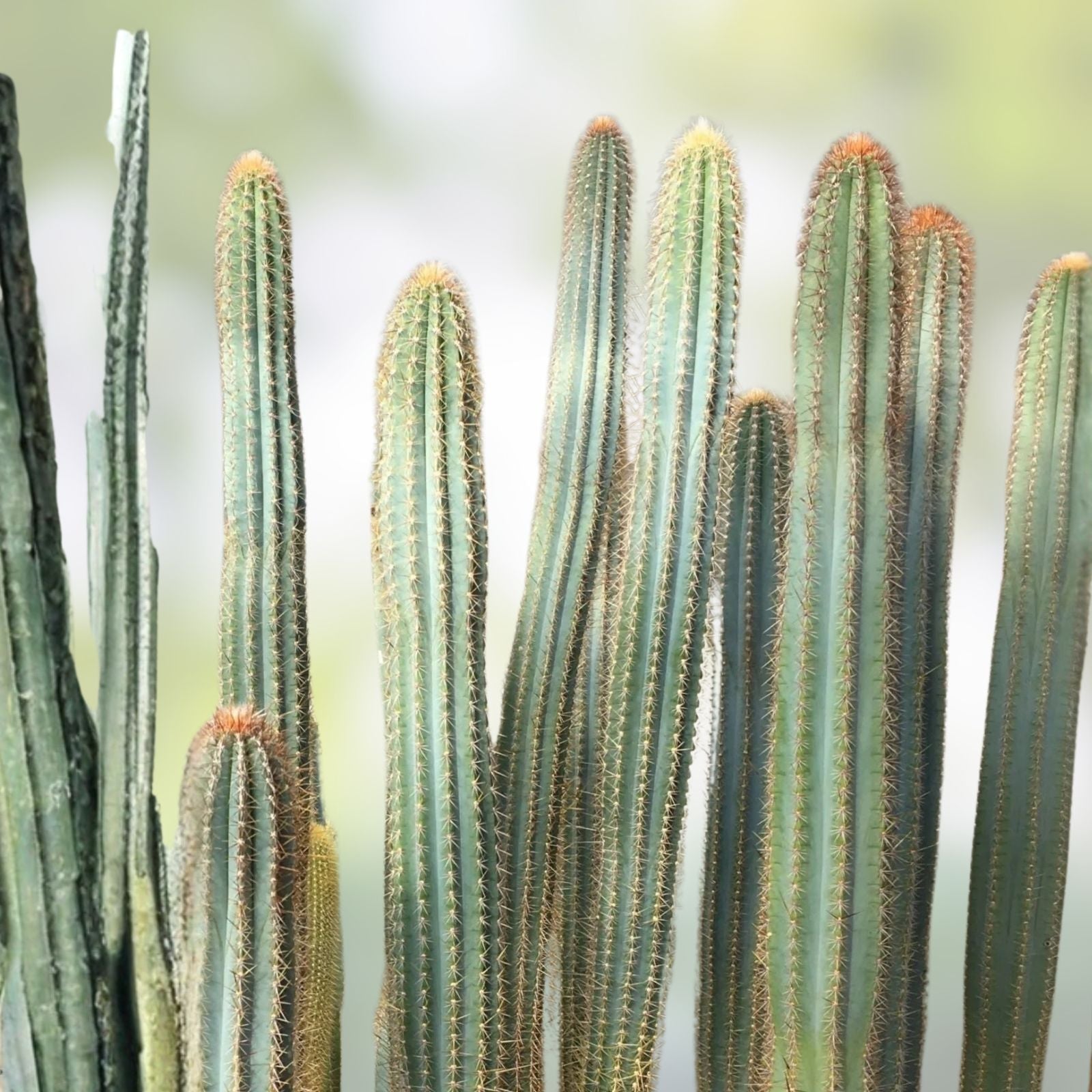 Pilosocereus Flexibilispinus Cactus Cutting 10" Blue Green Stem Succulent Desert Plant Propagation